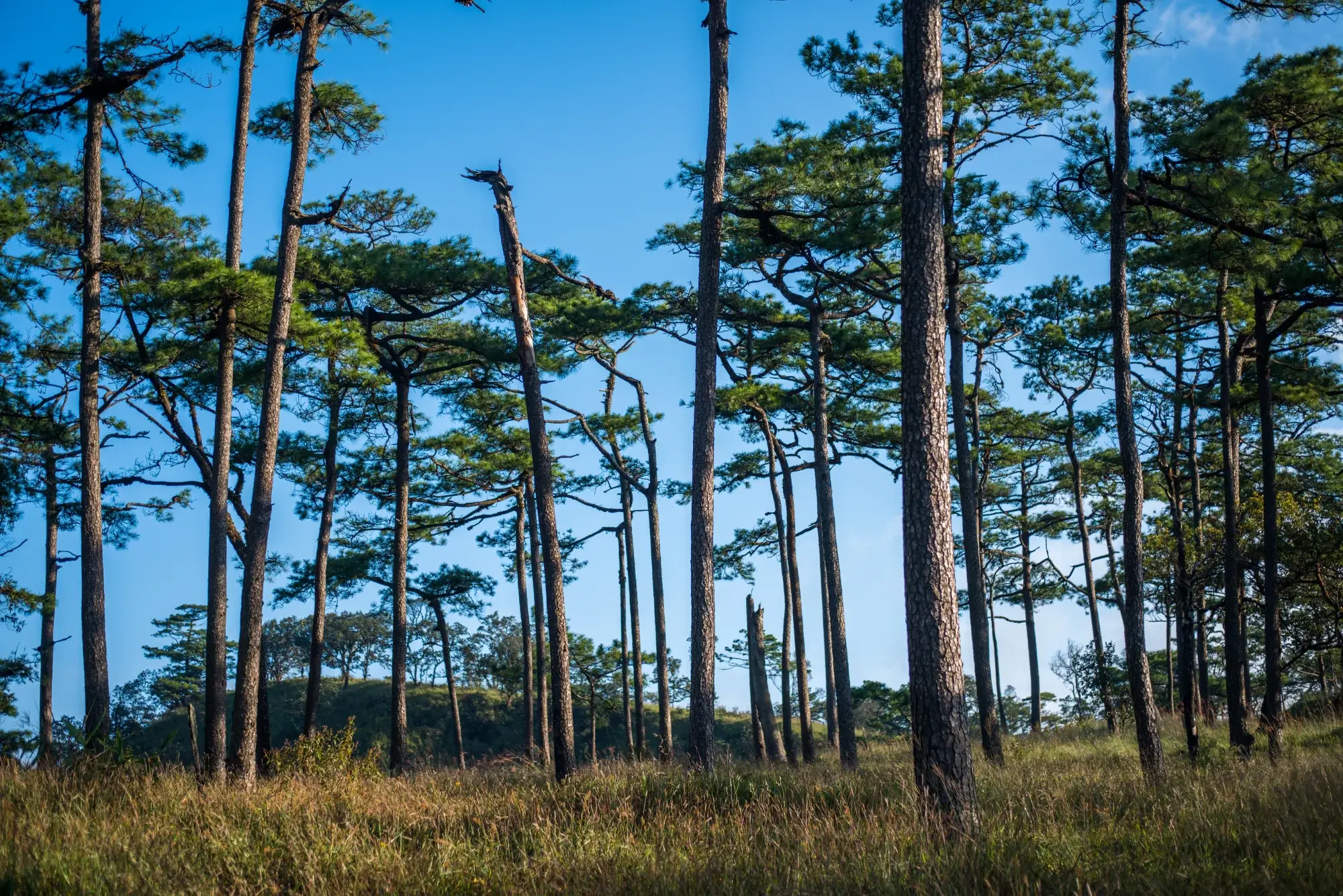 Grand lac de montagne bordé de sapins sous un ciel nuageux