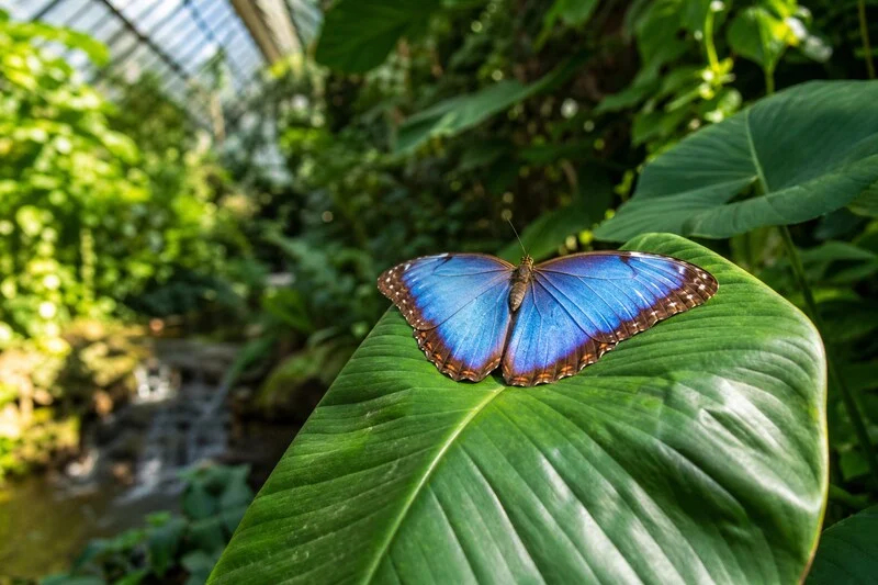 Morpho bleu Papillon morpho bleu posé sur une grande feuille